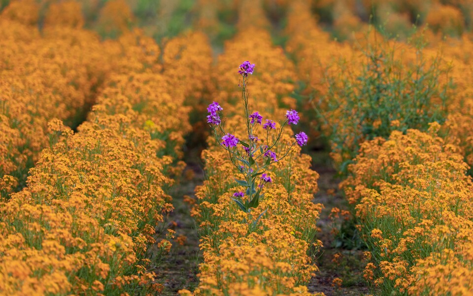 «Коммерсантъ»: избыточно квалифицированные сотрудники чаще страдают от нереализованности